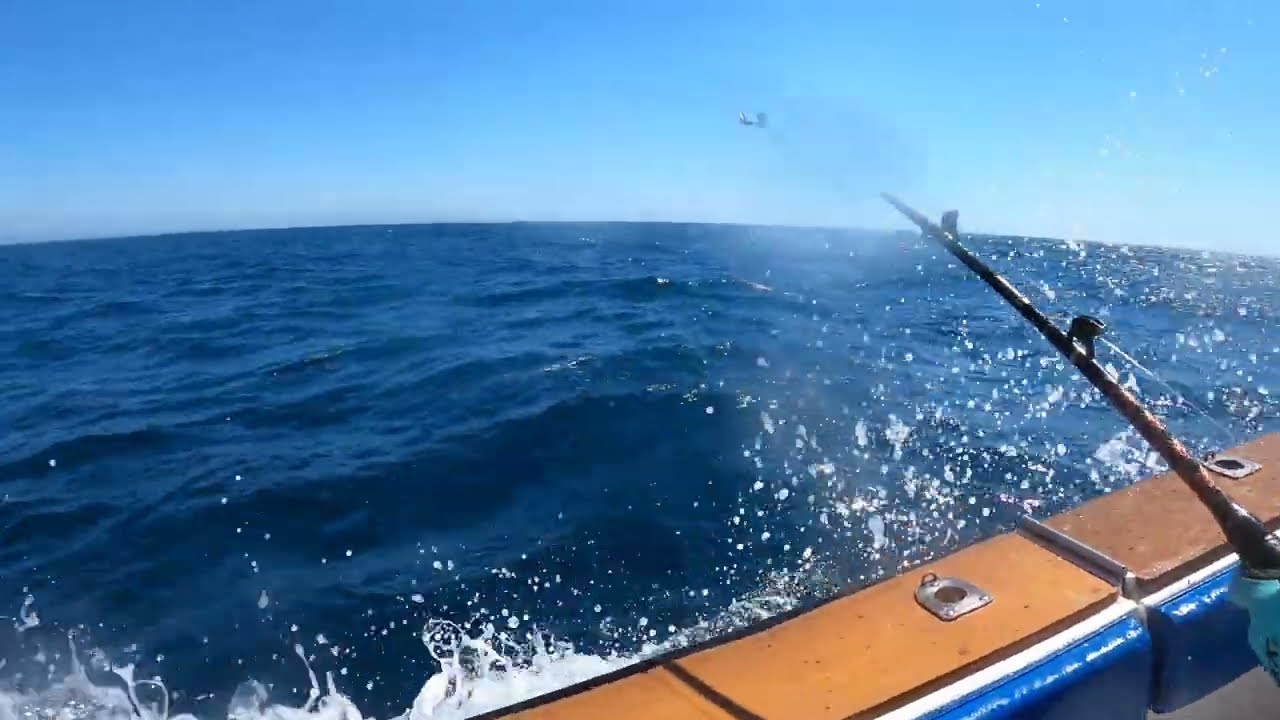 Gigant Bluefin Tuna Algarve part2
