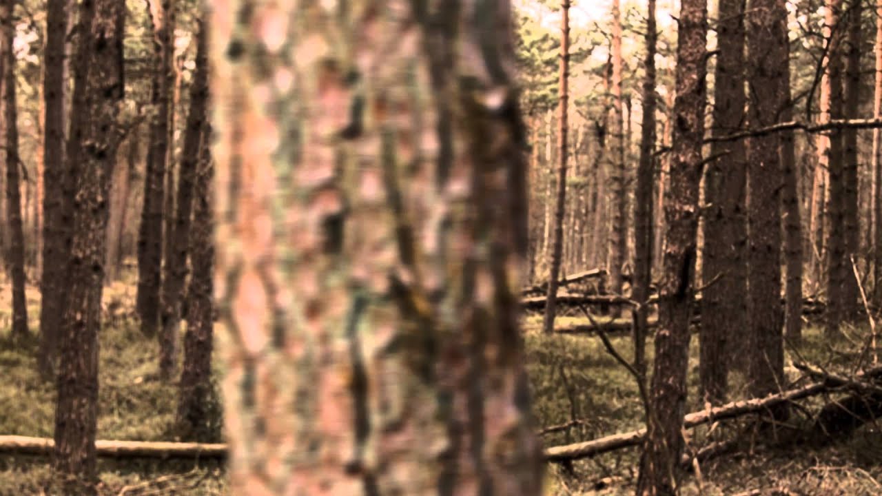 Forest Chase 2 - Free Footage - Full HD 1080p