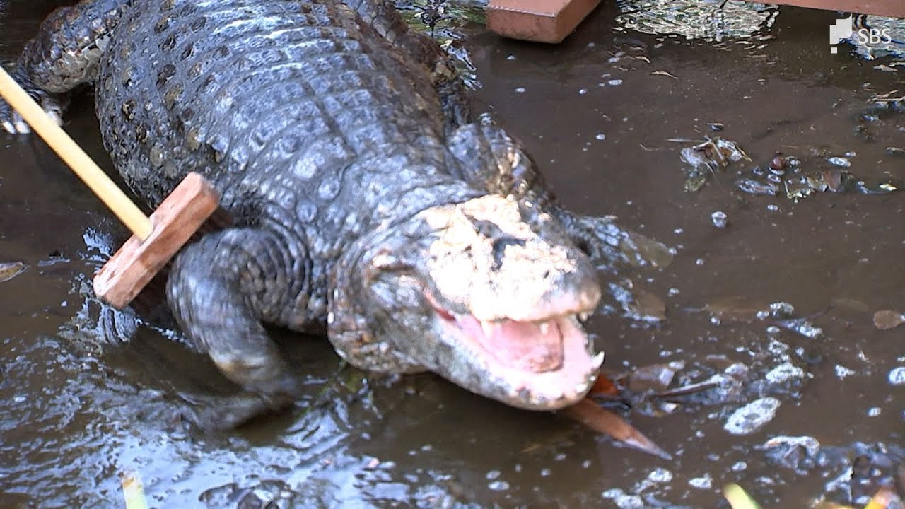「気持ちよさそう」ワニの背中をブラシでゴシゴシ 年末恒例「ワニ池」大掃除 威嚇するワニも＝静岡・熱川バナナワニ園