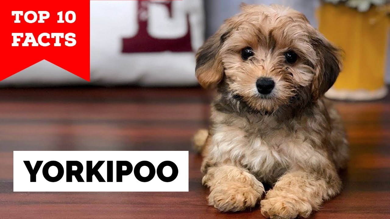 Yorkipoo - Top 10 Facts