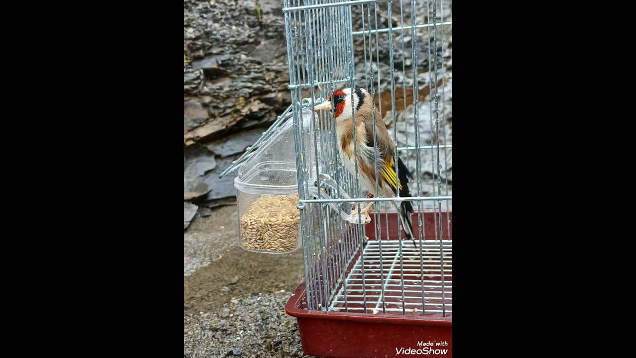 تغريد  مخدوم يصلح للتلقام ....(  إبن القفص) بصحتكم  