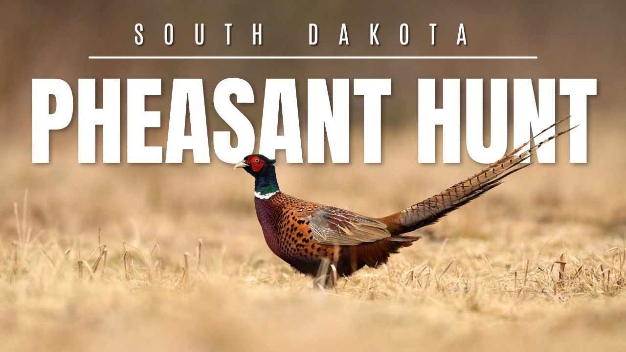 South Dakota Pheasant Hunting at Prairie Legends Outfitters