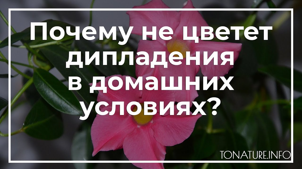 Почему не цветет дипладения в домашних условиях? | toNature.Info