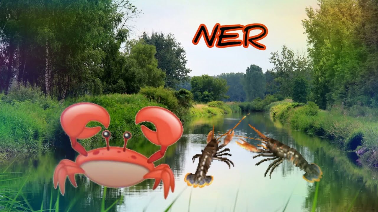 Neksu- NER (prod.Rtęć)