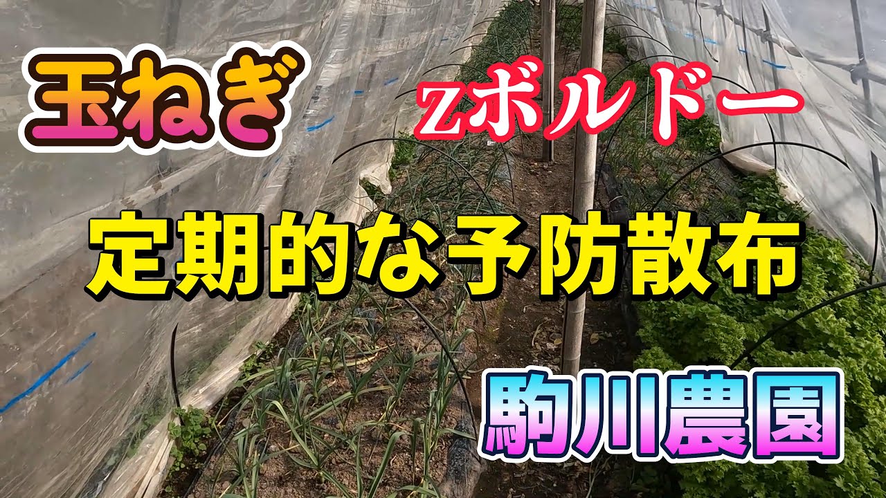 玉ねぎ定期的な予防散布 　zボルドー　駒川農園　26.2.4
