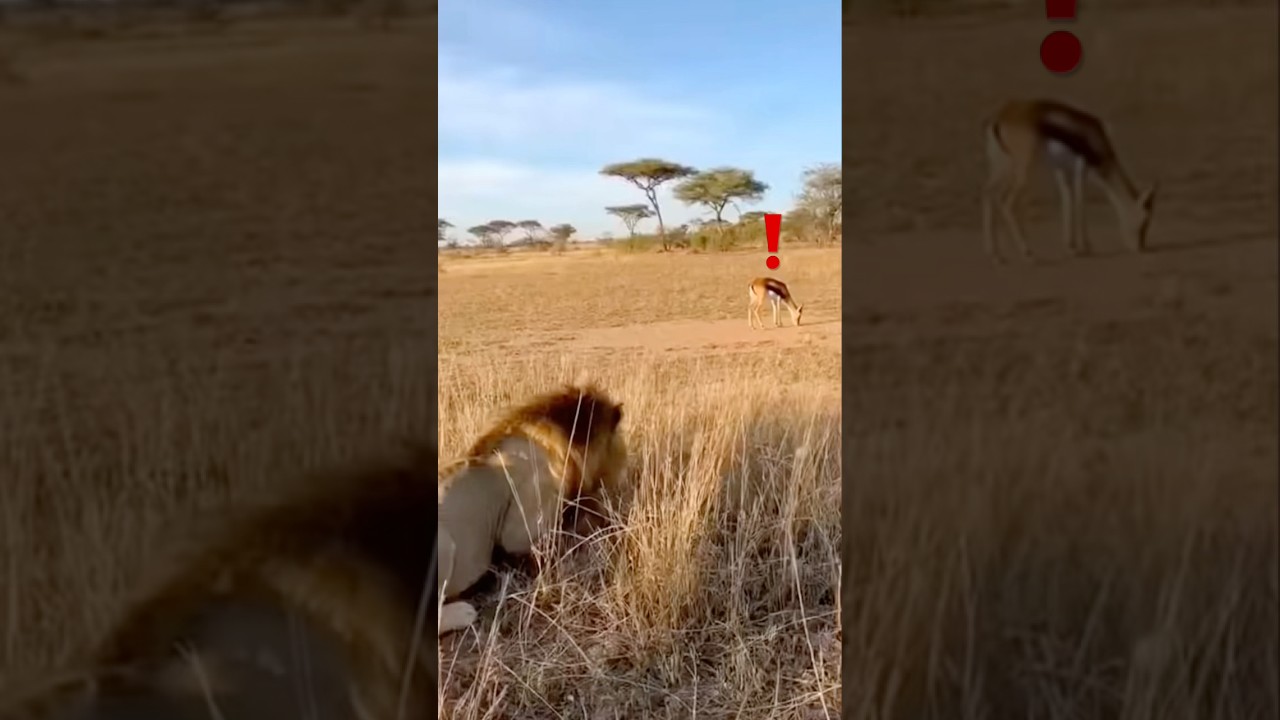 😂🐗🦁 #funny #lion #warthog