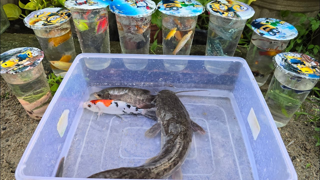 Unboxing Telur Ikan Cupang, Ikan Koki, Ikan Lele, Ikan Hias, Ikan Koi, Ikan Lucu, Guppy,Kura Kura 63