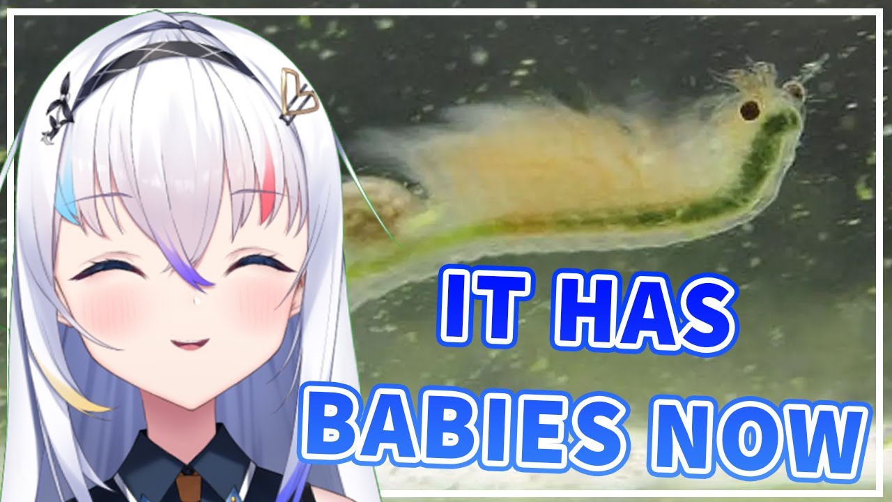 Katta Talks About Her Sea Monkeys