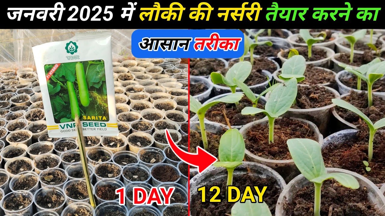 How to prepare bottle gourd nursery in winter. Bottle gourd nursery kaise taiyar karne.