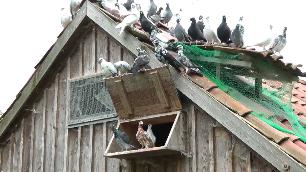 Meine Wiener 2012