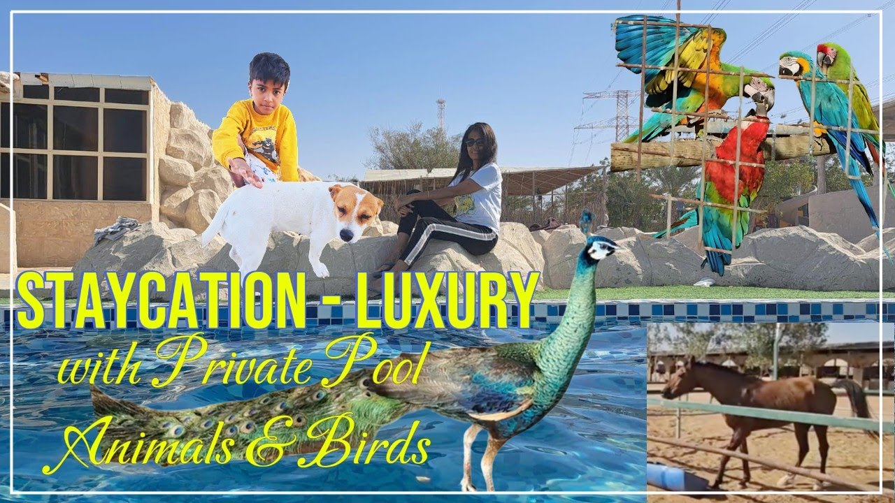 LUXURY STAYCATION in VILLA - Abu Dhabi | Spotted Animals Peacock, Horses, Puppies, Birds, Deer's