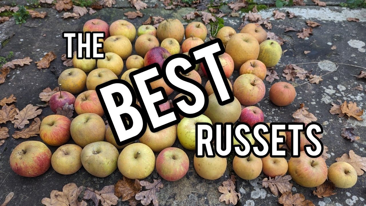 Keepers Nursery, the best Russet apple varieties. over 50 reviewed, my favourites & top 10 to grow.