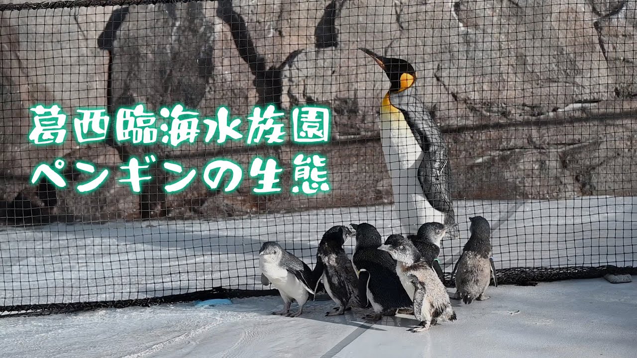 葛西臨海水族園の4種類のペンギンたち Humboldt penguin , King penguin , Rockhopper Penguin , Little penguin