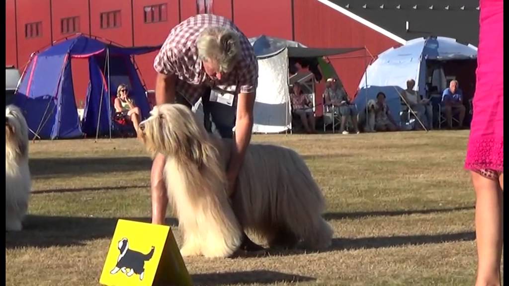 Beardie Superstar Dogs Clubshow Sweden 21 August 2015