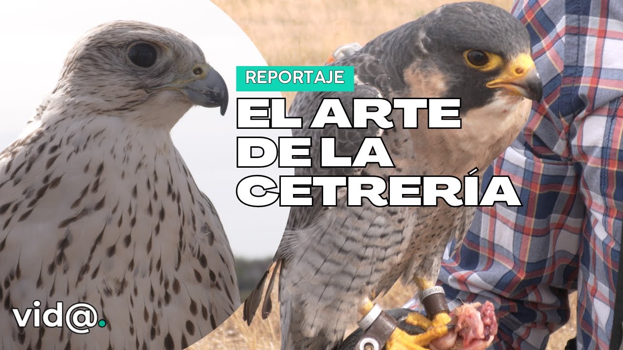 CETRERÍA: la caza con aves rapaces #VidaTV #halcones