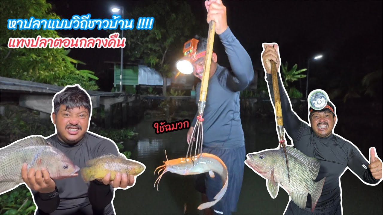 หาปลาแบบวิถีชาวบ้าน ￼ใช้ฉมวกหาแค่หน้าบ้านยังได้ขนาดนี้ !! #มิสเตอร์สันฟิชชิ่ง #หาปลาแบบวิถีชาวบ้าน 