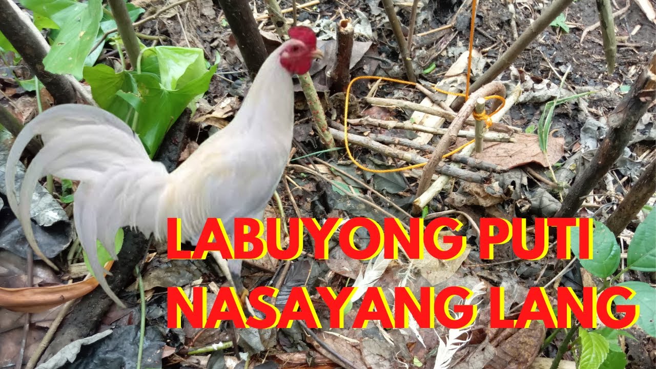 NABITAG NA LABUYONG PUTI NASAYANG LANG IBA ANG NAKINABANG // Juan Lagalag