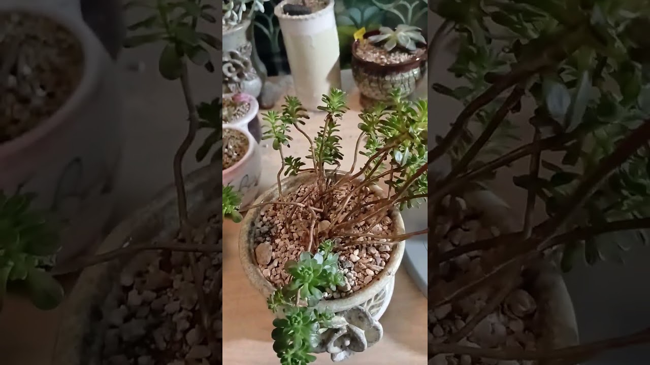 다육이 잎이처져있네요