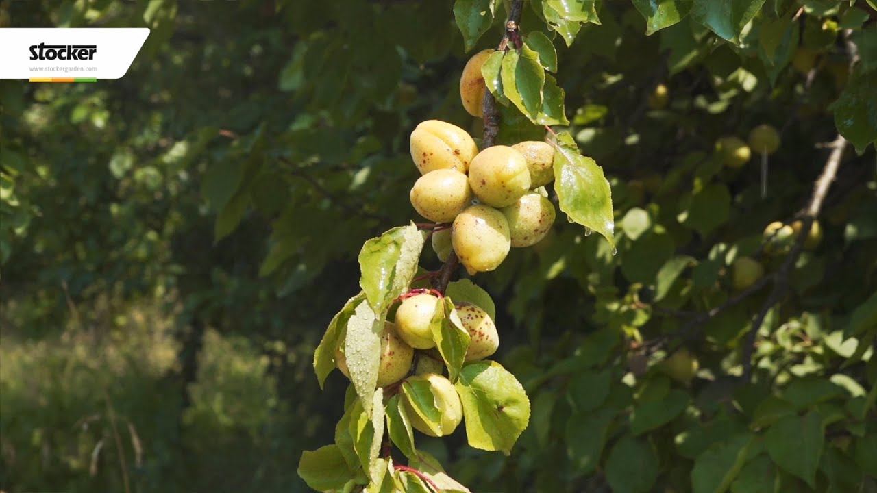 Trattamenti per l'albicocco affetto da corineo - Trattamenti biologici