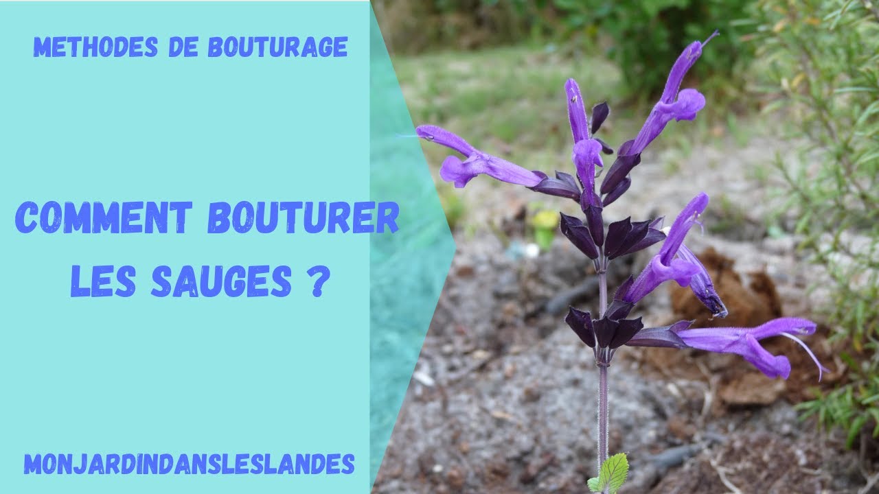 Comment bouturer les sauges? - Monjardindansleslandes