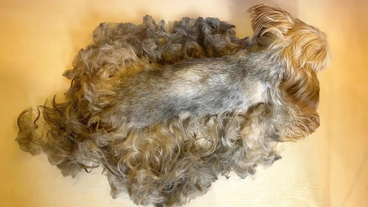 Help of unfortunate Yorkshire Terrier