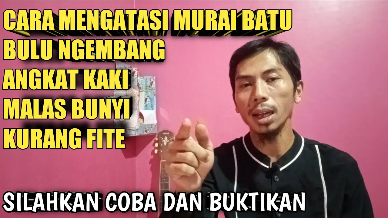 perawatan murai batu bulu ngembang
