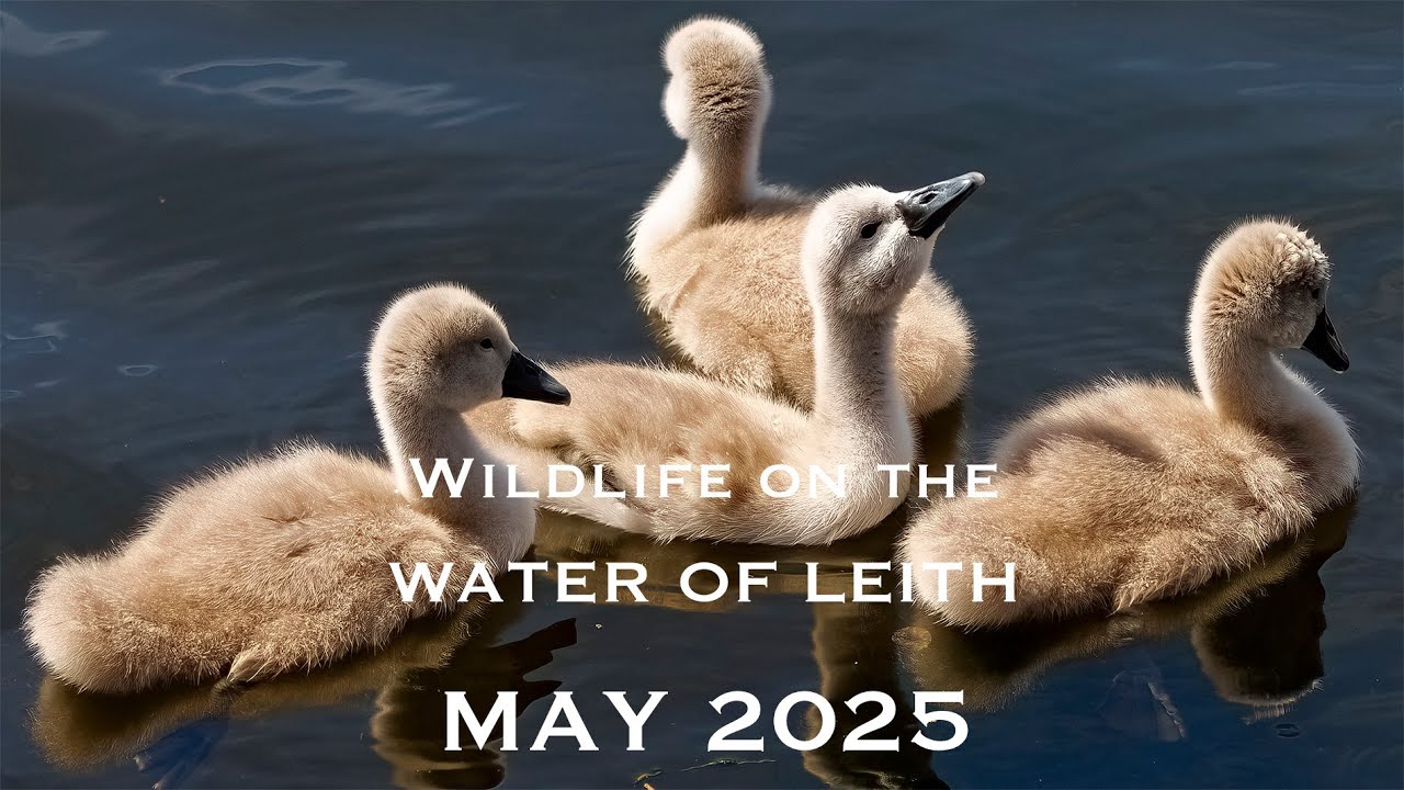 Wildlife on the Water of Leith - May 2025