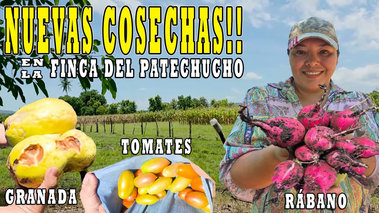 TIEMPO DE ABUNDANCIA con las NUEVAS COSECHAS en la Finca del Patechucho  🌱🧑🏻‍🌾