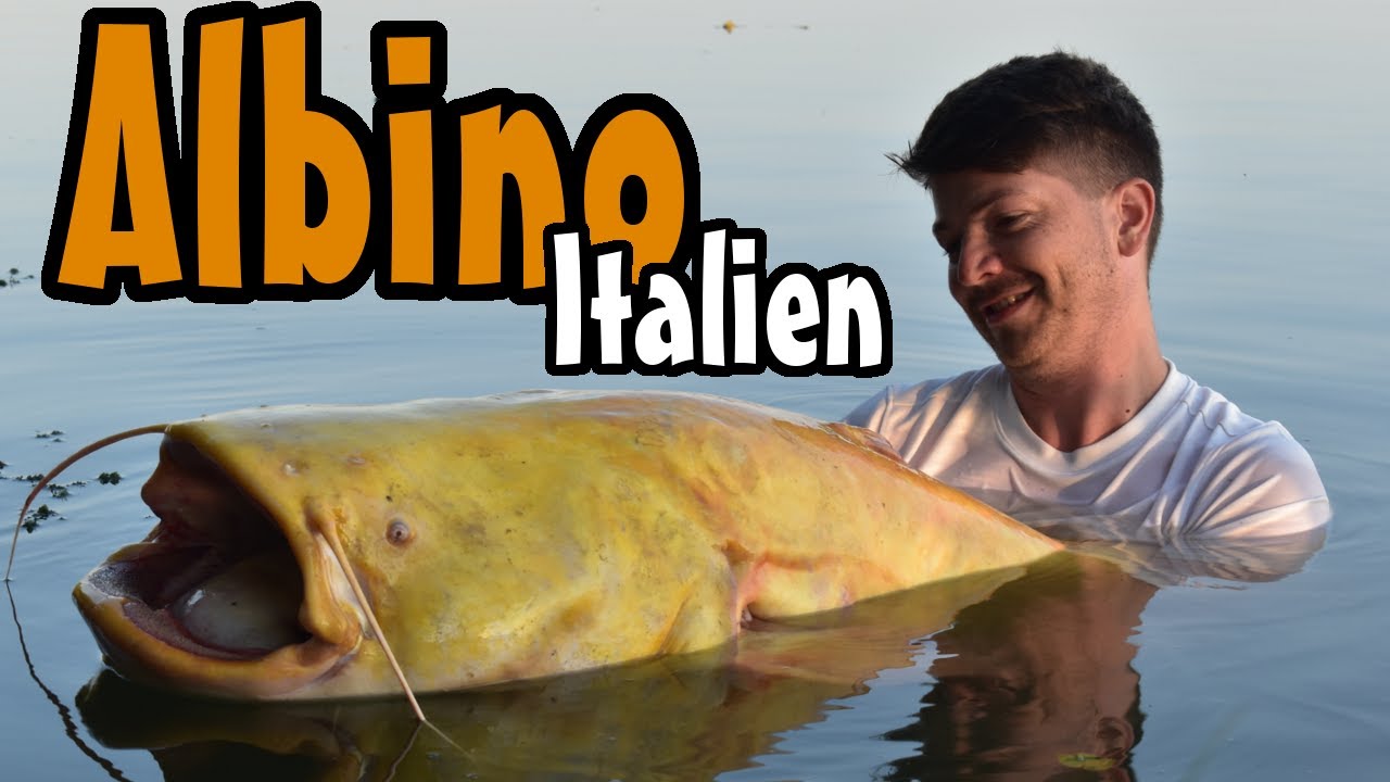 Sommerangeln in Italien am Lago Superiore // Livedrill 2+ Albinowaller / Wallercamp Amici del Siluro