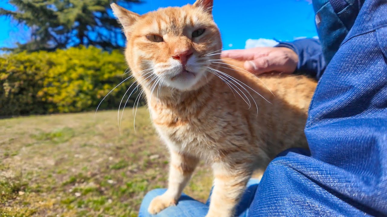 池の畔の石の上に座ると近くにいた猫が膝の上にに乗ってきた