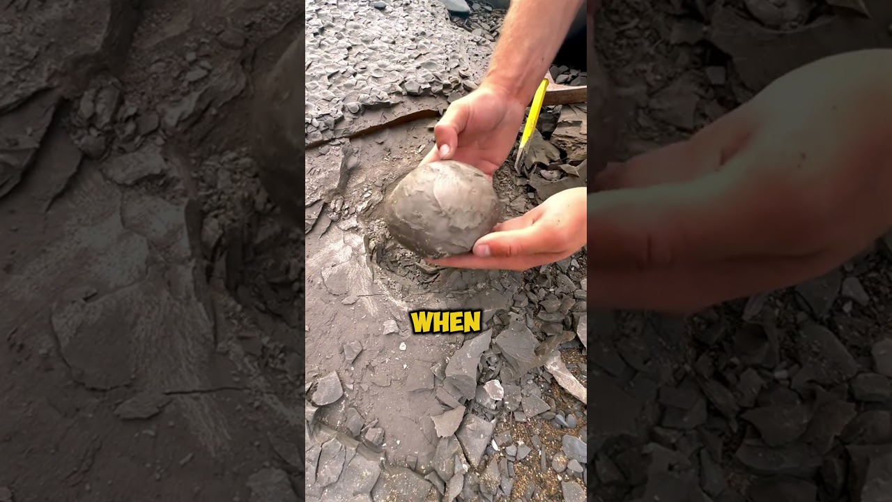 How To Find The Rarest Fossils