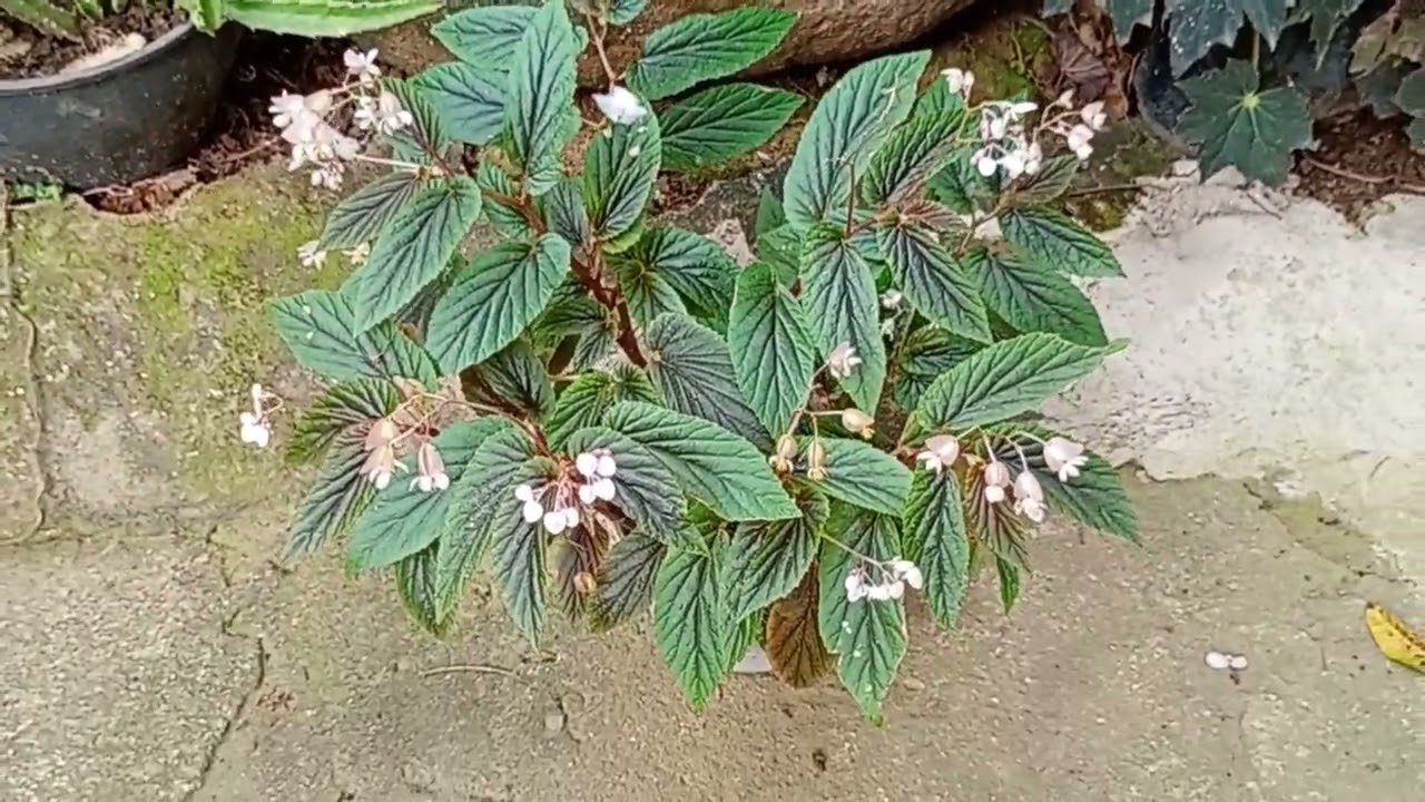 Flores de sombra e meia sombra , simples, lindas  você vai gostar .🌺🌺🌺