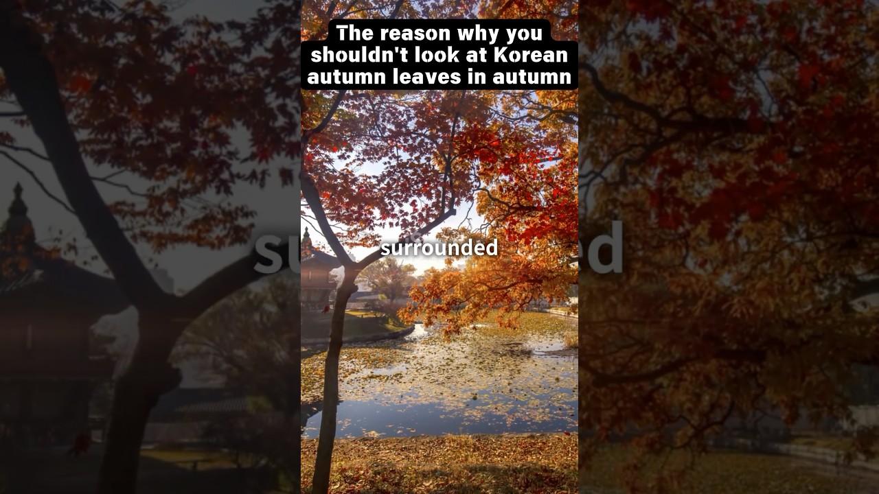 Top 5 Autumn Foliage Spots in Korea! Must-Visit for Foreign Tourists 🍁