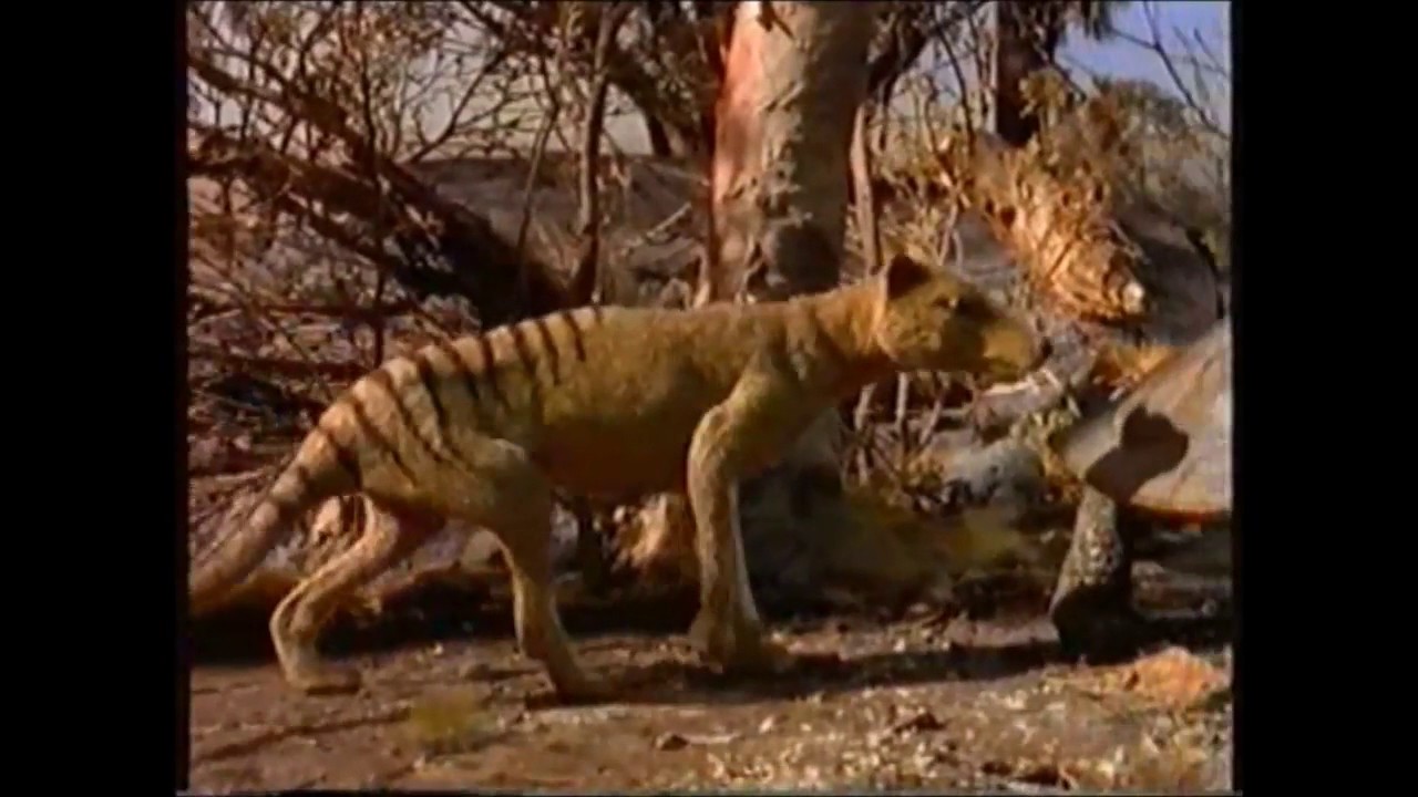Prehistoric Australia, Ray Harryhausen Style