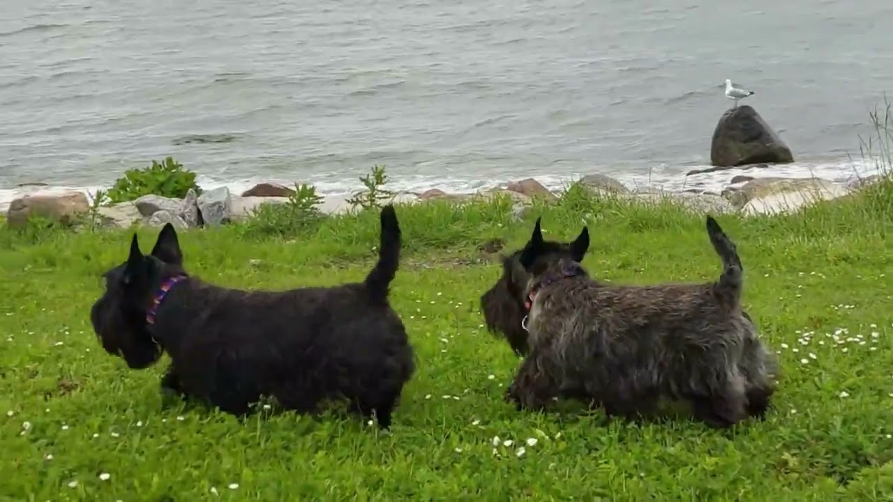 Scottish Terrier auf Fehmarn in Urlaub