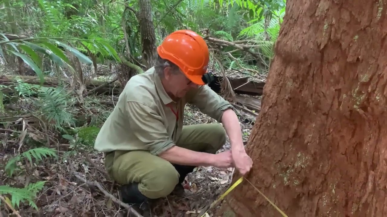 1. How to identify Original Forest and collect a record