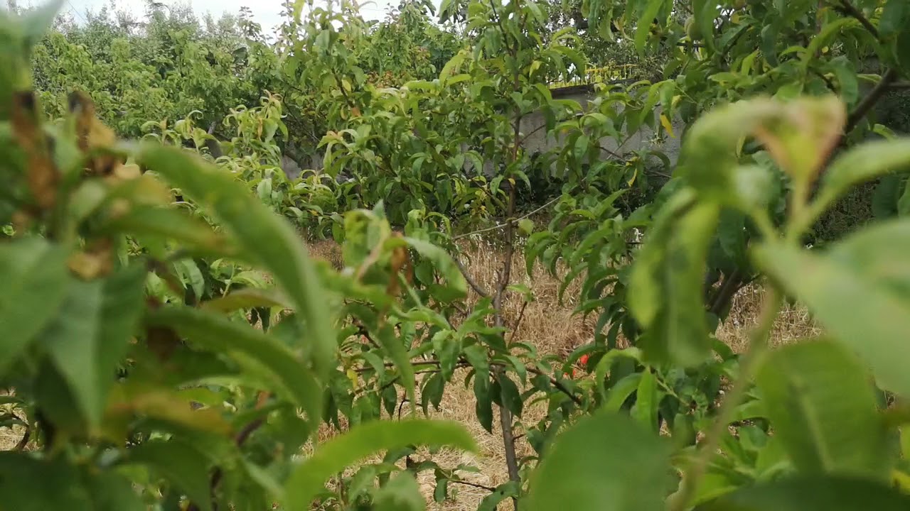 Api e bombi alla raccolta di melata