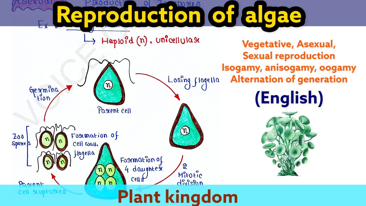 Reproduction in Algae | Plant kingdom | Boards | NEET | UG | PG