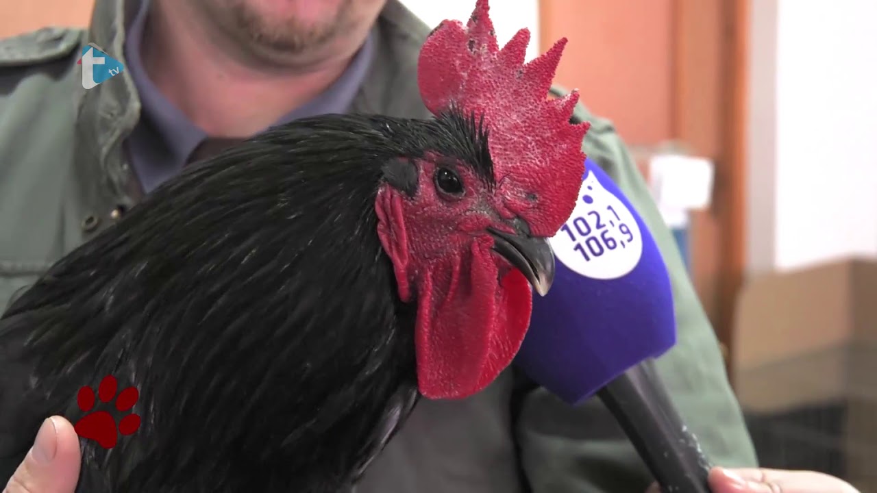 Životinjska farma 81 20012018 Izložba malih životinja 1.dio