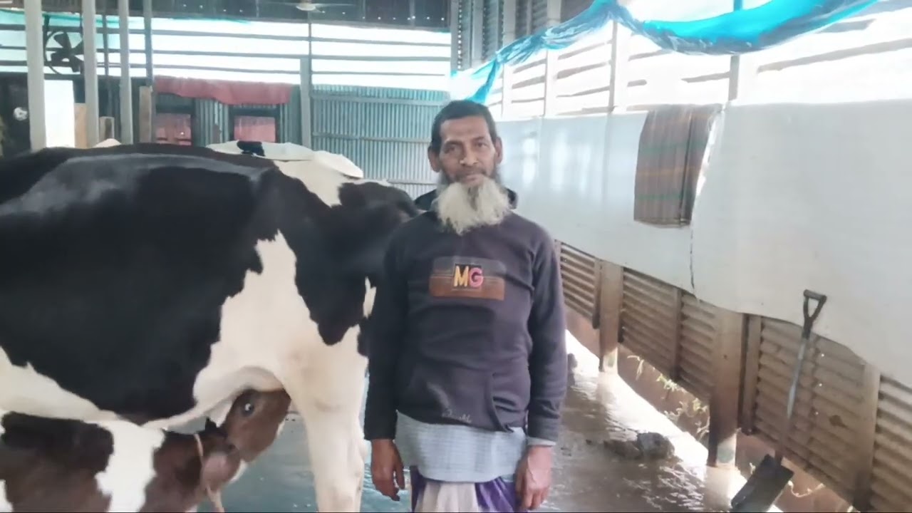 01703852115 খাদিজা ডেইরি ফার্ম থেকে বিক্রি হয়ে গেল দুধের গাভী। 