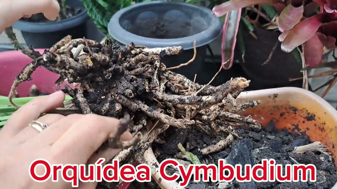 Como replantar ORQUÍDEA  CYMBIDIUM ,dicas de cultivo.