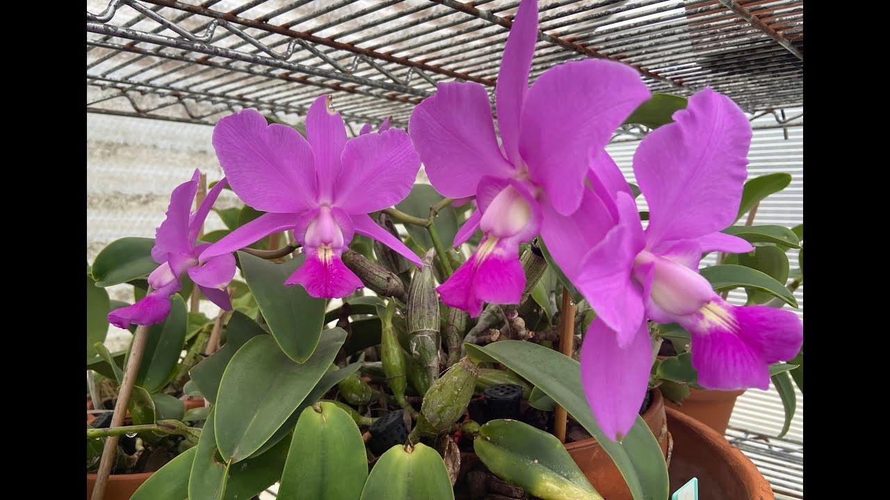 Cattleya walkeriana - Care & Habitat