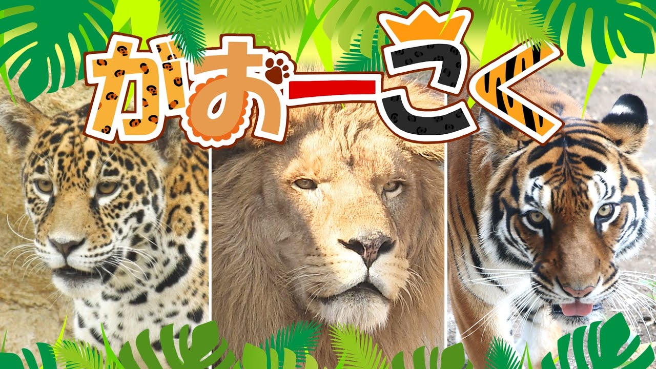 【オープン！！】“がおーこく”がめちゃくちゃ楽しい！【かみね動物園】