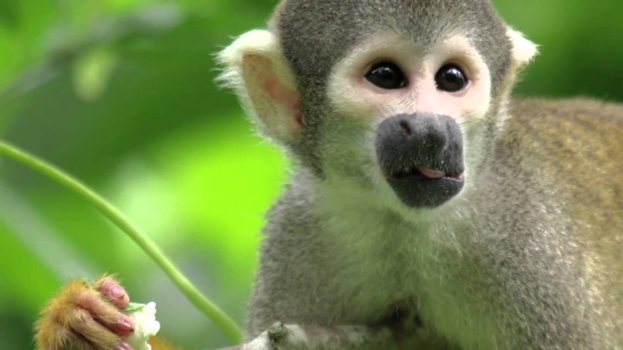 Squirrel Monkeys and Humans Share a Common Ancestor &mdash; HHMI BioInteractive Video