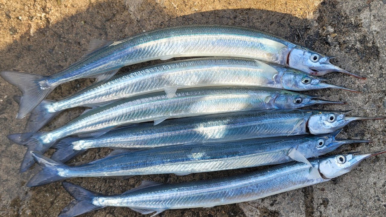 부산오륙도 선착장앞(2부)👉학꽁치낚시👈 #학꽁치