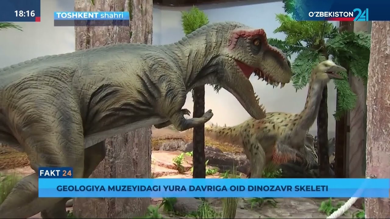 Geologiya muzeyidagi qiziqarli ekspozitsiya hamda antiqa eksponatlar haqida reportaj 10/04/2025