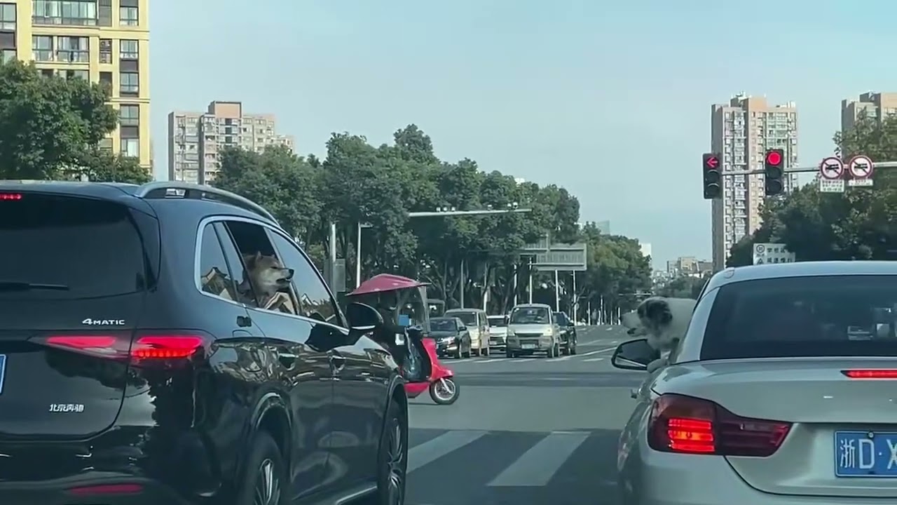 Two dogs barking at each other at traffic light in Zhejiang, China