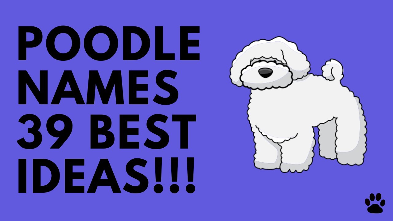 🐩 Poodle Names - 39 CUTE! BEST! Ideas For Male & Female Poodle Dog | Names