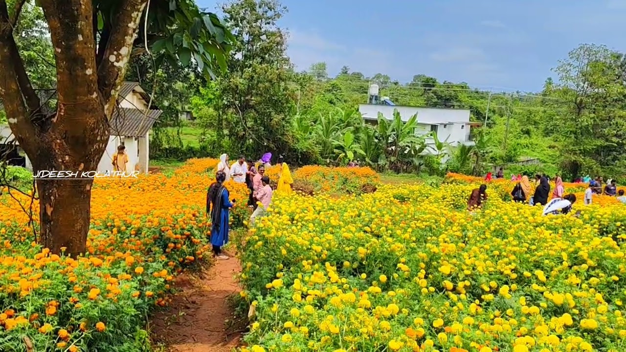 വണ്ടൂരിലെ ചെണ്ടുമല്ലി തോട്ടം 🥰#wandoor 