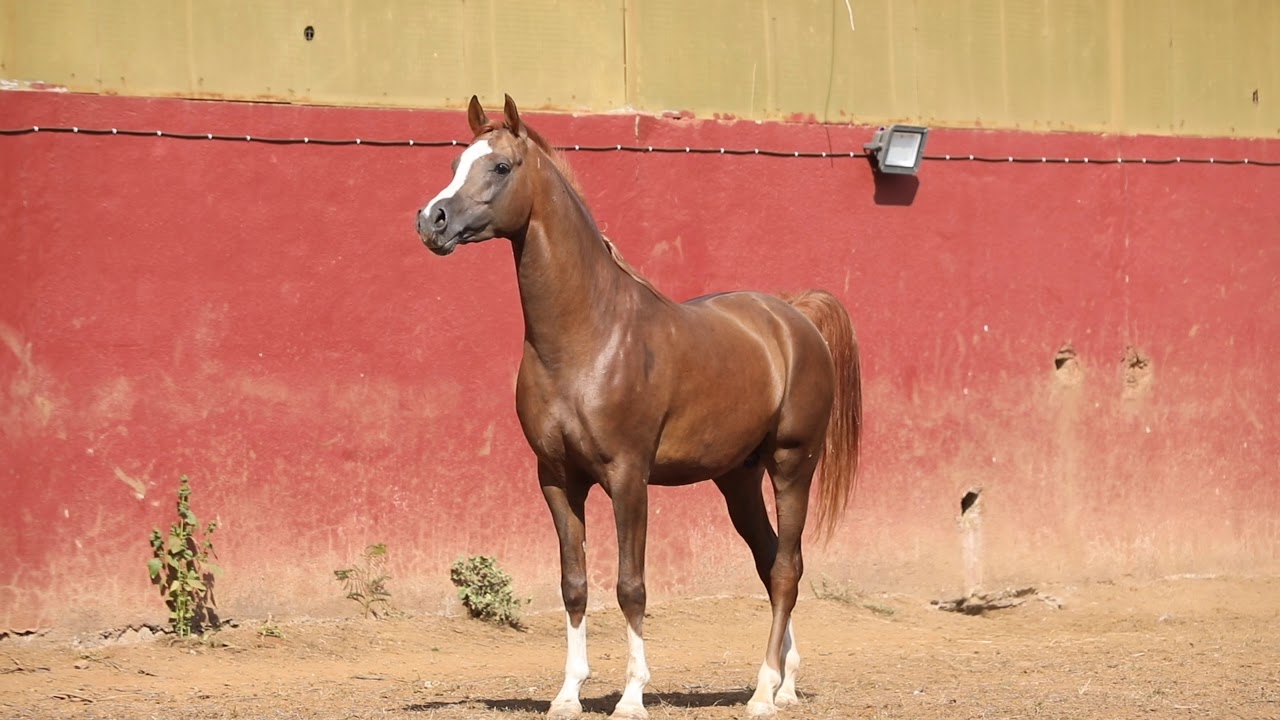 The Arabian stallion Arbu in India at Royalty stud Panvel Mumbai